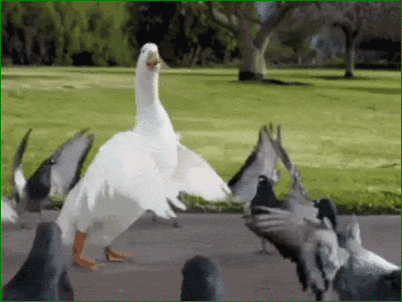 giphy-downsized.gif
